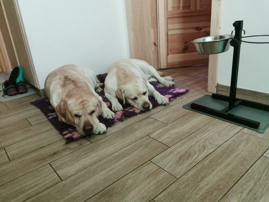 BOŻENA PUTLAK, BAZYLKA TEAM