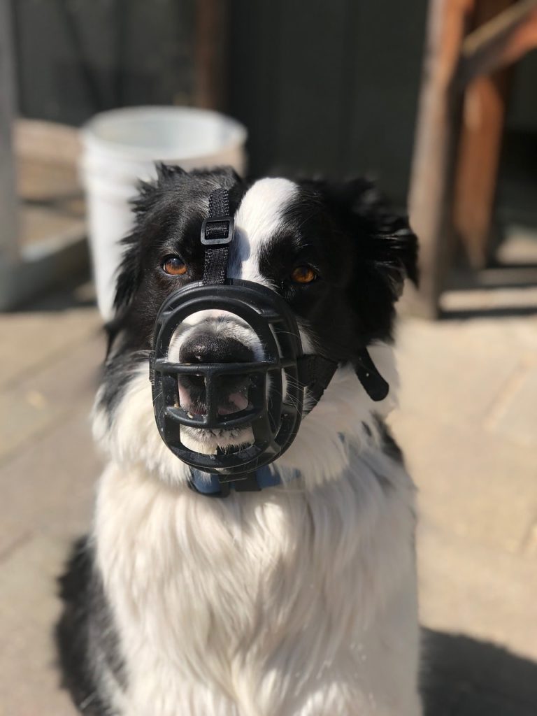 aggression in a muzzle dog
