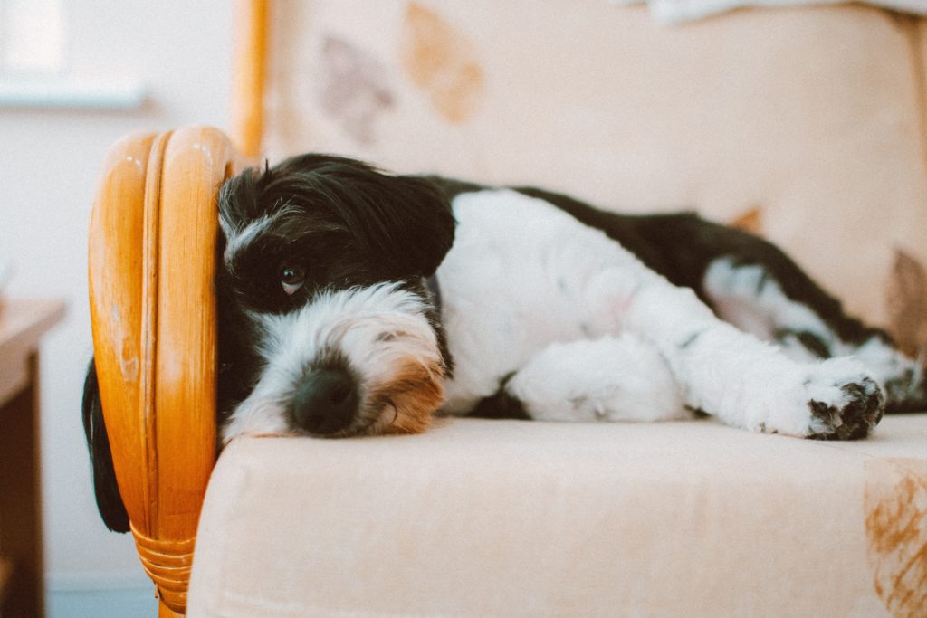 sleeping on an increase, and aggression